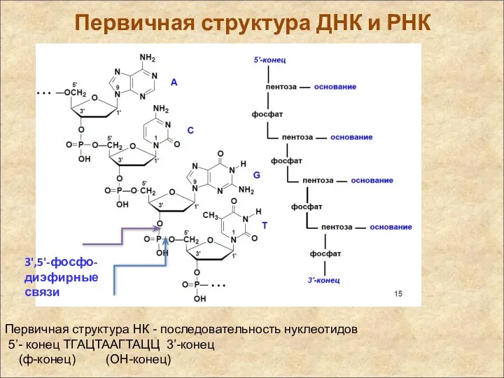 Первичная структура ДНК и РНК Первичная структура НК - последовательность
