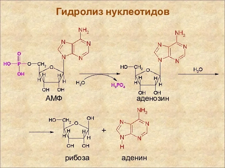 Гидролиз нуклеотидов АМФ аденозин рибоза аденин