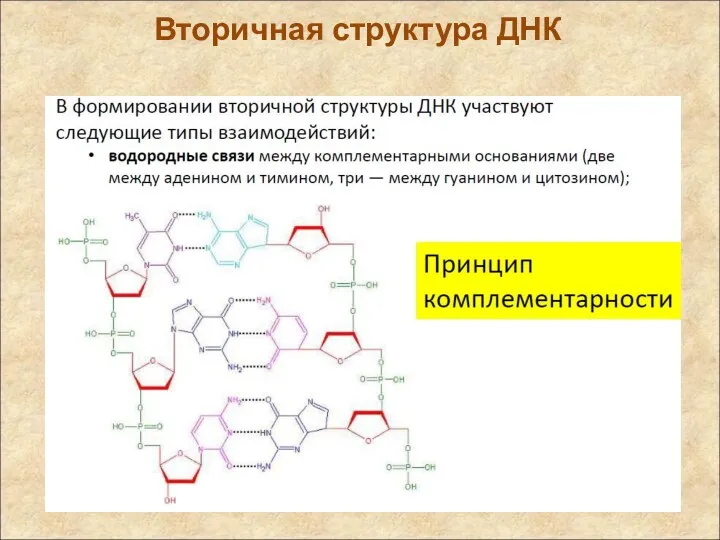 Вторичная структура ДНК