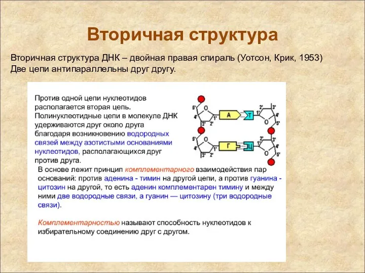 Вторичная структура Вторичная структура ДНК – двойная правая спираль (Уотсон,