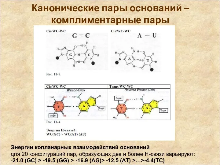 Канонические пары оснований – комплиментарные пары Энергии копланарных взаимодействий оснований