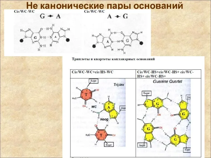 Не канонические пары оснований