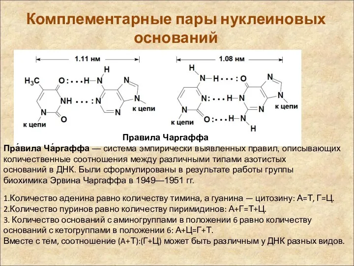 Комплементарные пары нуклеиновых оснований Правила Чаргаффа Пра́вила Ча́ргаффа — система