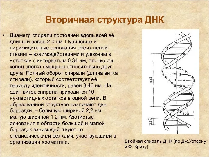 Вторичная структура ДНК Диаметр спирали постоянен вдоль всей её длины