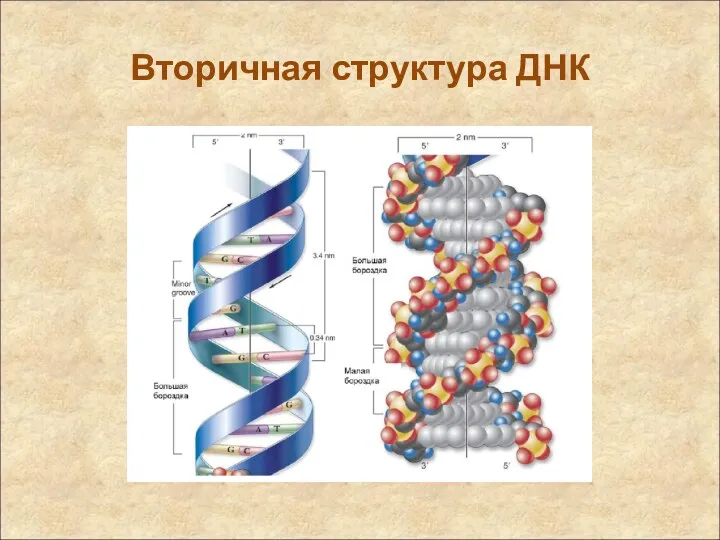 Вторичная структура ДНК