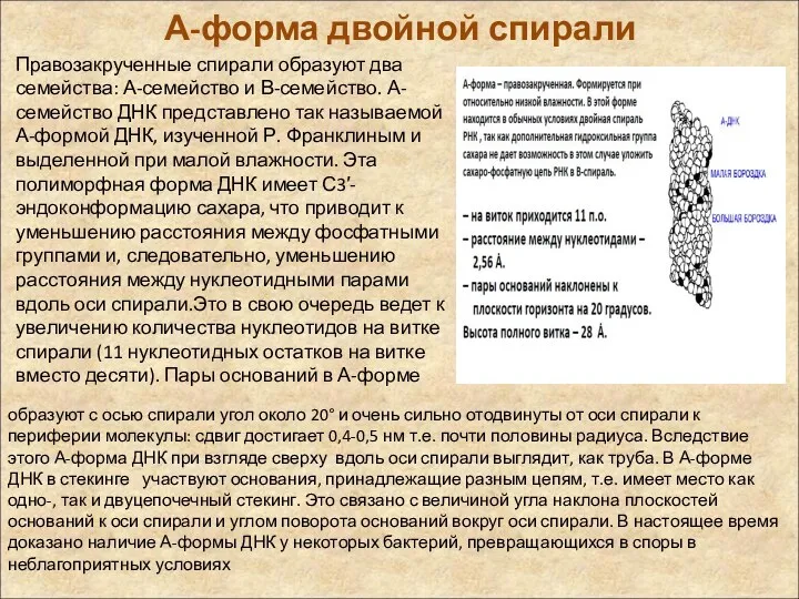 А-форма двойной спирали Правозакрученные спирали образуют два семейства: А-семейство и