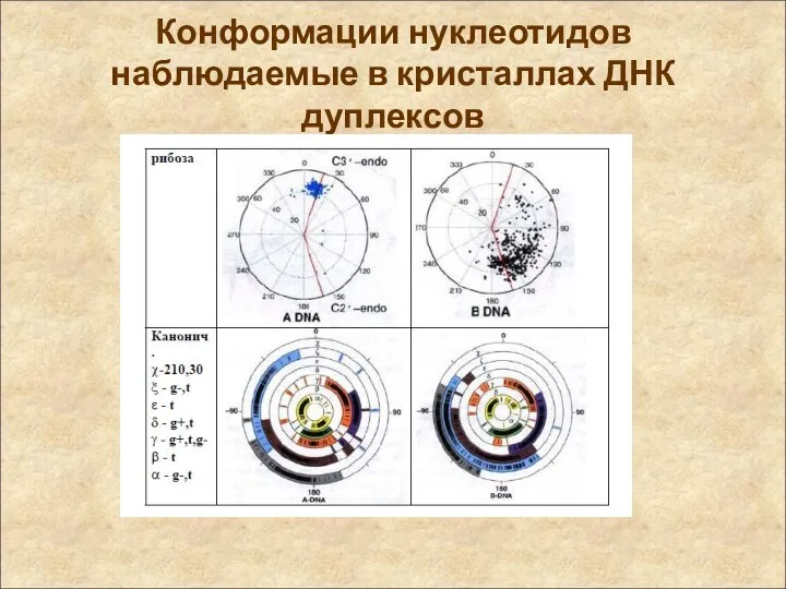 Конформации нуклеотидов наблюдаемые в кристаллах ДНК дуплексов