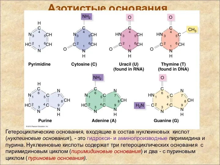 Азотистые основания Гетероциклические основания, входящие в состав нуклеиновых кислот (нуклеиновые