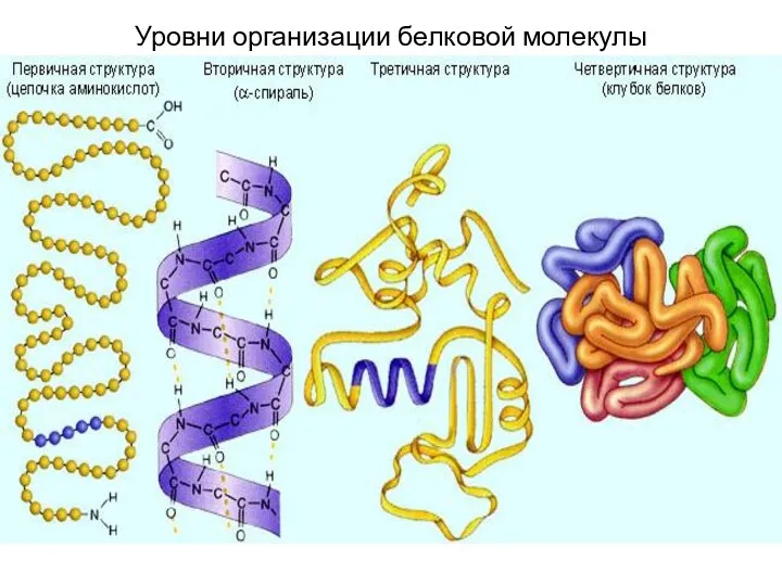 Уровни организации белковой молекулы