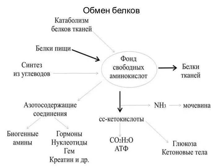 Обмен белков