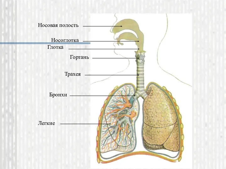 Носоглотка Носовая полость Гортань Трахея Бронхи Легкие Глотка