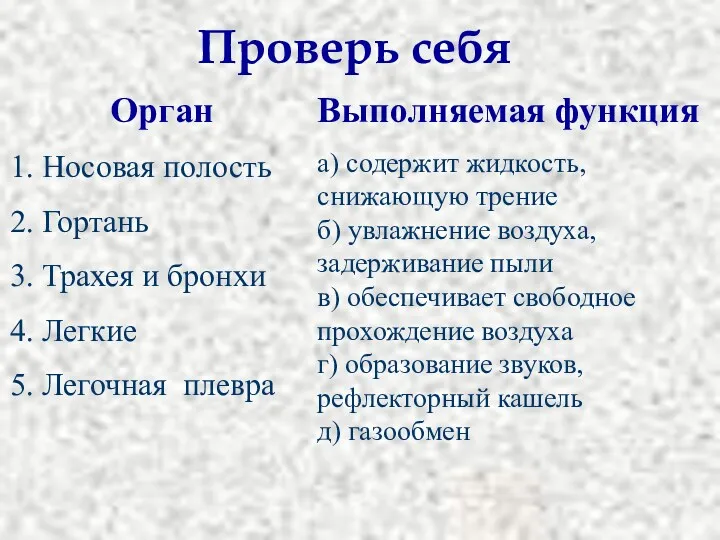 Орган 1. Носовая полость 2. Гортань 3. Трахея и бронхи 4. Легкие 5.