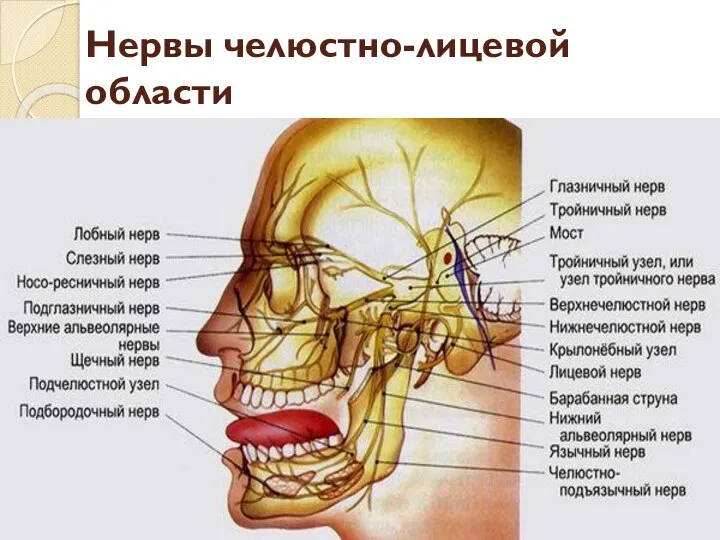 Нервы челюстно-лицевой области