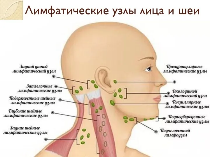 Лимфатические узлы лица и шеи