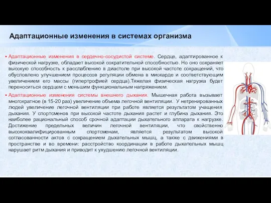 Адаптационные изменения в системах организма Адаптационные изменения в сердечно-сосудистой системе.