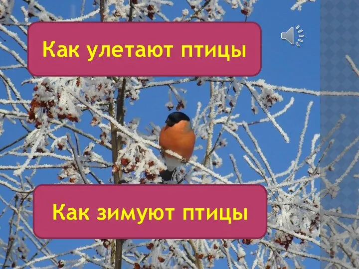 Как улетают птицы Как зимуют птицы
