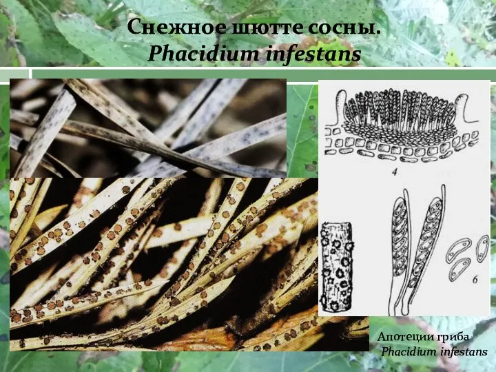 Снежное шютте сосны. Phacidium infestans Апотеции гриба Phacidium infestans