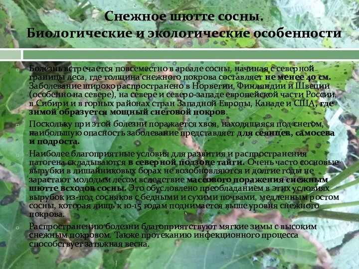 Болезнь встречается повсеместно в ареале сосны, начиная с северной границы