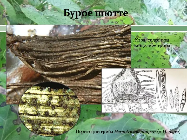 Бурое шютте Перитеции гриба Herpotrichia juniperi (= Н. nigra) Хвоя, склеенная мицелием гриба