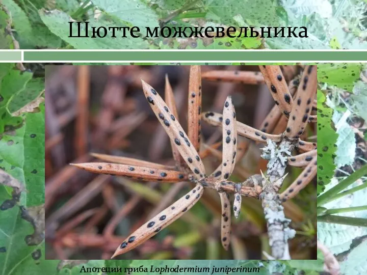 Шютте можжевельника Апотеции гриба Lophodermium juniperinum