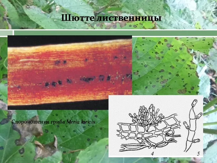 Шютте лиственницы Спороношения гриба Meria laricis