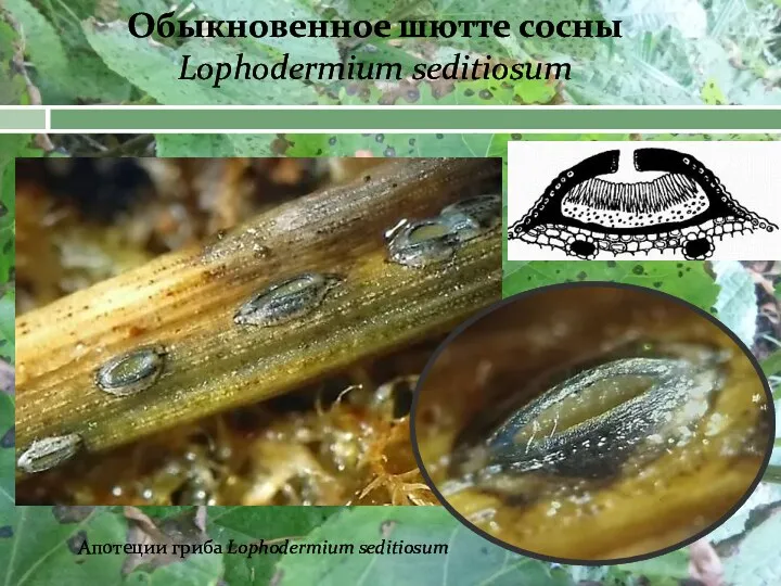 Обыкновенное шютте сосны Lophodermium seditiosum Апотеции гриба Lophodermium seditiosum