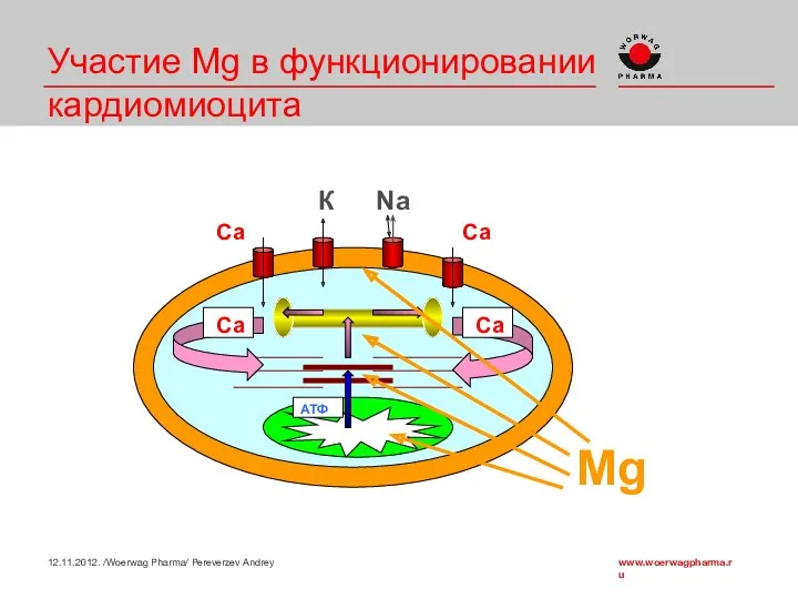 Участие Mg в функционировании кардиомиоцита