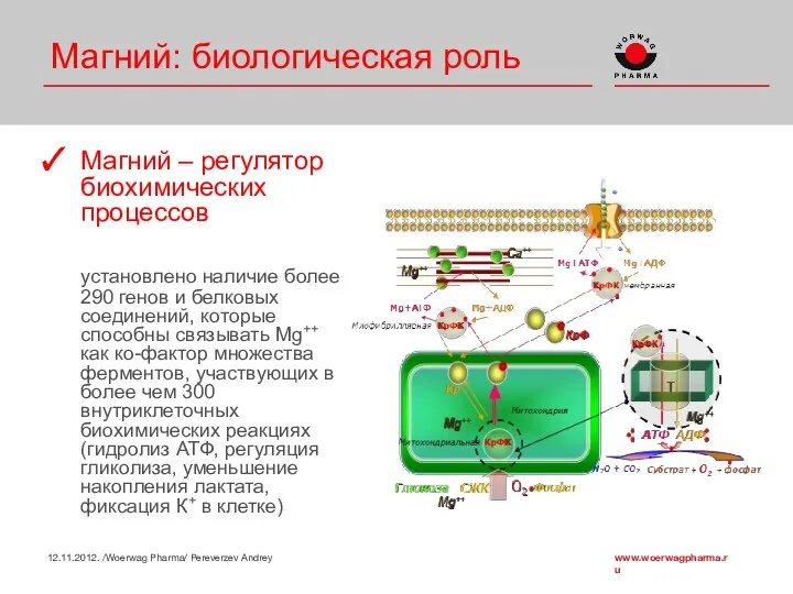 Магний: биологическая роль Магний – регулятор биохимических процессов установлено наличие