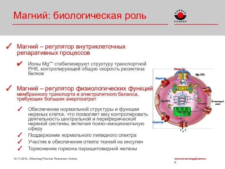 Магний: биологическая роль Магний – регулятор внутриклеточных репаративных процессов Ионы