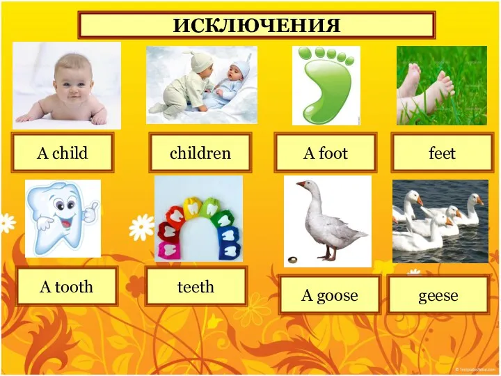 ИСКЛЮЧЕНИЯ A child children A tooth teeth A foot feet A goose geese