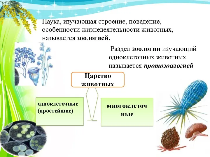 Наука, изучающая строение, поведение, особенности жизнедеятельности животных, называется зоологией. Раздел