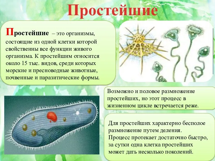 Простейшие – это организмы, состоящие из одной клетки которой свойственны