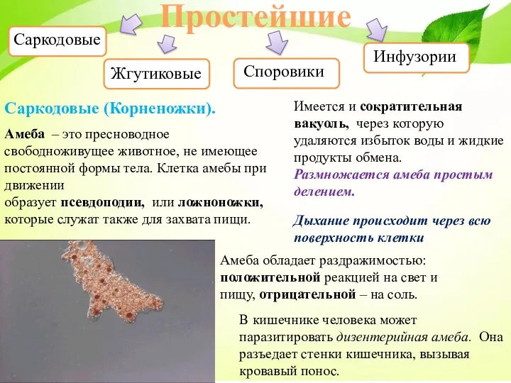 Простейшие Саркодовые Жгутиковые Споровики Инфузории Саркодовые (Корненожки). Амеба – это