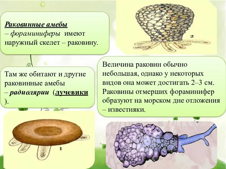 Раковинные амебы – фораминиферы имеют наружный скелет – раковину. Там