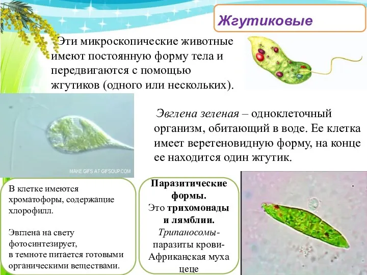 В клетке имеются хроматофоры, содержащие хлорофилл. Эвглена на свету фотосинтезирует,