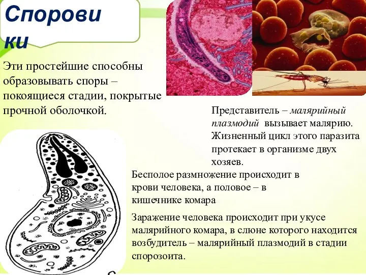 Споровики Эти простейшие способны образовывать споры – покоящиеся стадии, покрытые