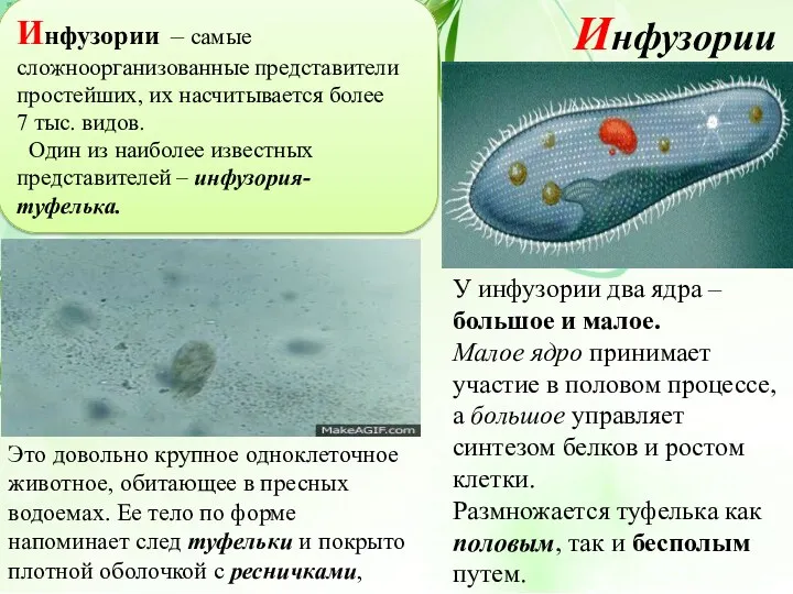 Инфузории – самые сложноорганизованные представители простейших, их насчитывается более 7