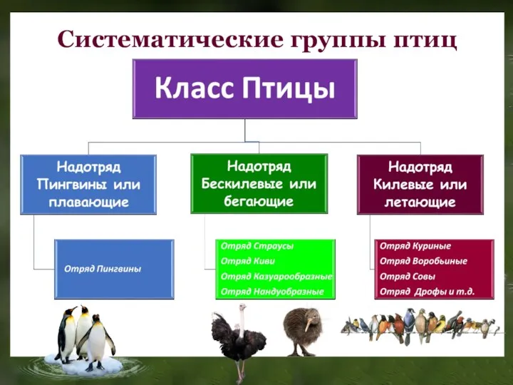 Систематические группы птиц
