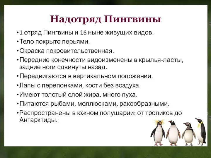 Надотряд Пингвины 1 отряд Пингвины и 16 ныне живущих видов.