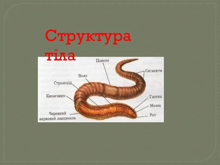 Структура тіла