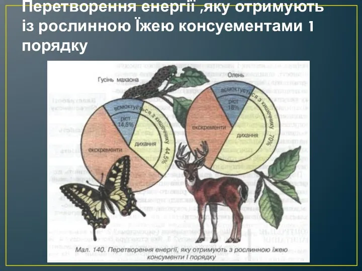 Перетворення енергії ,яку отримують із рослинною Їжею консуементами 1 порядку
