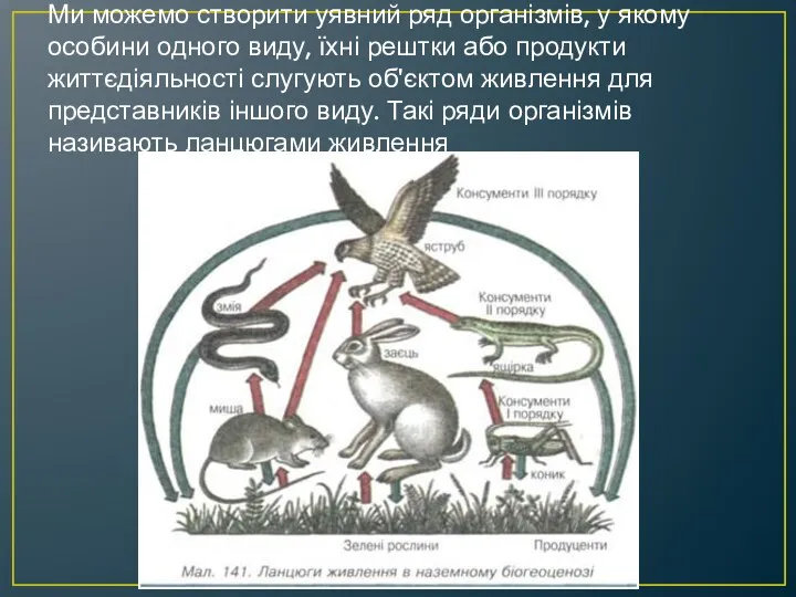 Ми можемо створити уявний ряд організмів, у якому особини одного