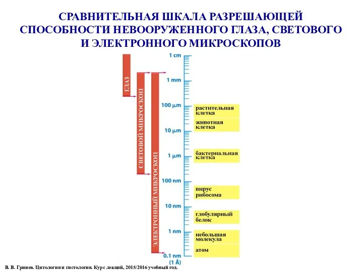 СРАВНИТЕЛЬНАЯ ШКАЛА РАЗРЕШАЮЩЕЙ СПОСОБНОСТИ НЕВООРУЖЕННОГО ГЛАЗА, СВЕТОВОГО И ЭЛЕКТРОННОГО МИКРОСКОПОВ В. В. Гринев.