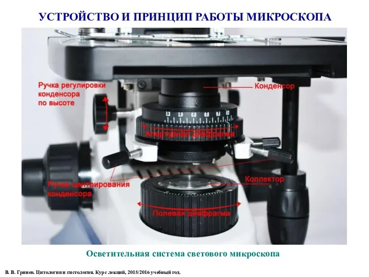 УСТРОЙСТВО И ПРИНЦИП РАБОТЫ МИКРОСКОПА Осветительная система светового микроскопа В. В. Гринев. Цитология