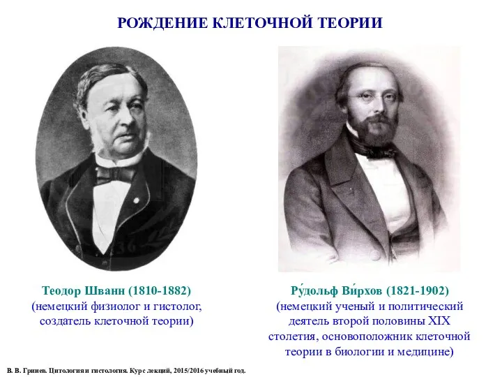 РОЖДЕНИЕ КЛЕТОЧНОЙ ТЕОРИИ Теодор Шванн (1810-1882) (немецкий физиолог и гистолог, создатель клеточной теории)