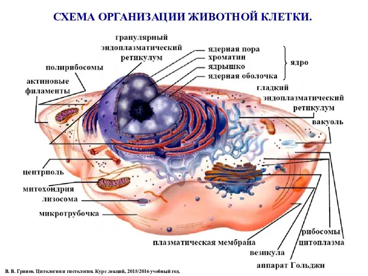 СХЕМА ОРГАНИЗАЦИИ ЖИВОТНОЙ КЛЕТКИ. В. В. Гринев. Цитология и гистология. Курс лекций, 2015/2016 учебный год.