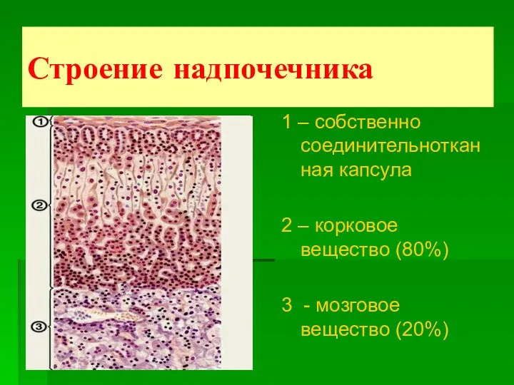 Строение надпочечника 1 – собственно соединительнотканная капсула 2 – корковое