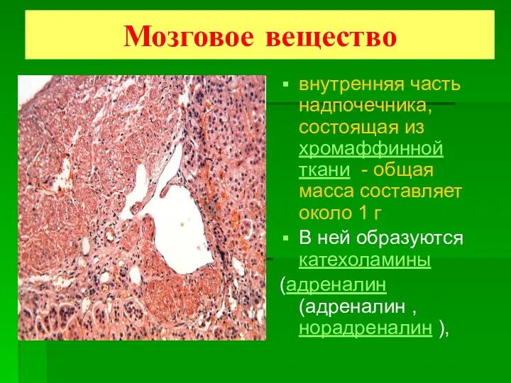 Мозговое вещество внутренняя часть надпочечника, состоящая из хромаффинной ткани -