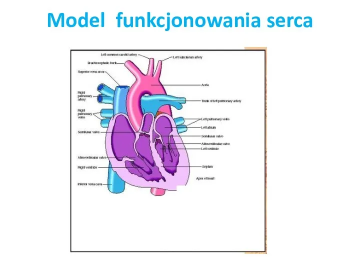 Model funkcjonowania serca