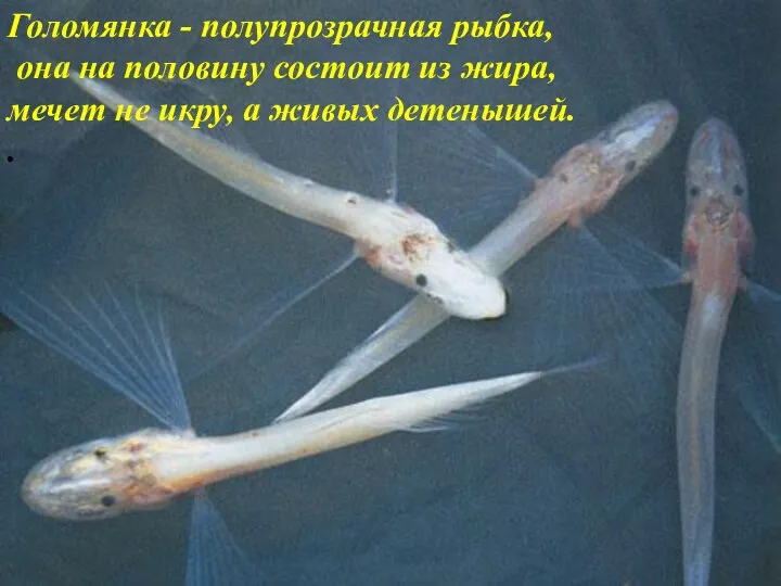Голомянка - полупрозрачная рыбка, она на половину состоит из жира,